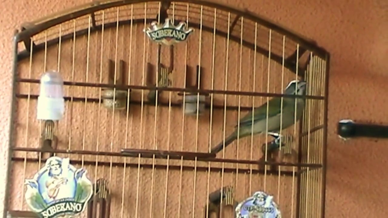 TRINCA FERRO SOBERANO CANTANDO (edi&ccedil;&atilde;o)