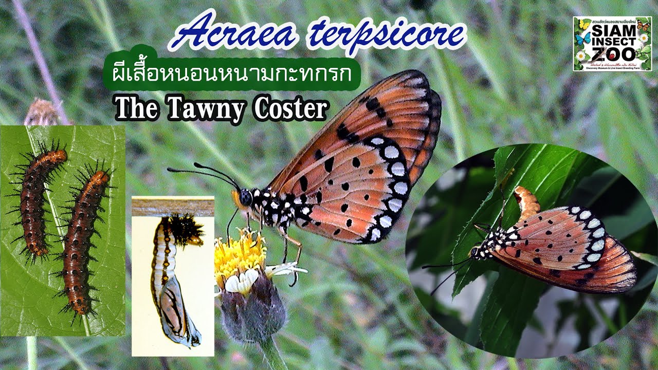 Ep1. ผีเสื้อหนอนหนามกะทกรก The Tawny Coster, Acraea terpsicore (Linnaeus, 1758)