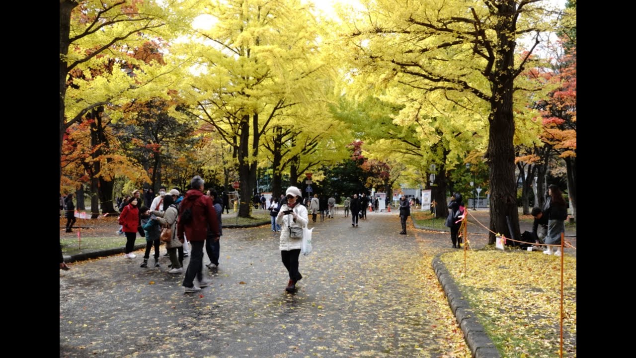 札幌 北海道大學 楓葉 銀杏 北大金葉祭  20251102
