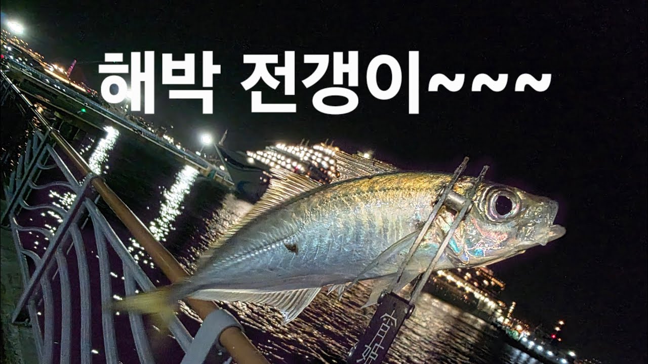 해양박물관에 전갱이 짬낚다녀왔습니다. #부산낚시 #아징 #fishing #낚시 #짬낚전갱이tv