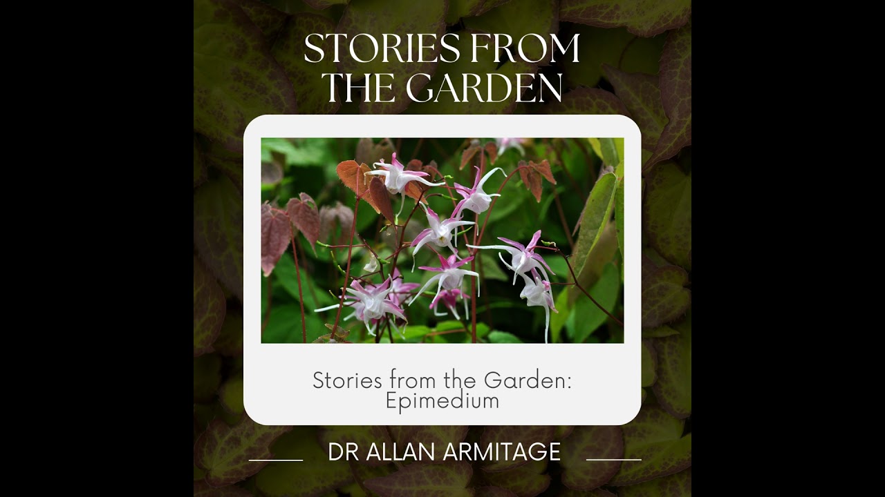 Stories from the Garden: Epidmedium