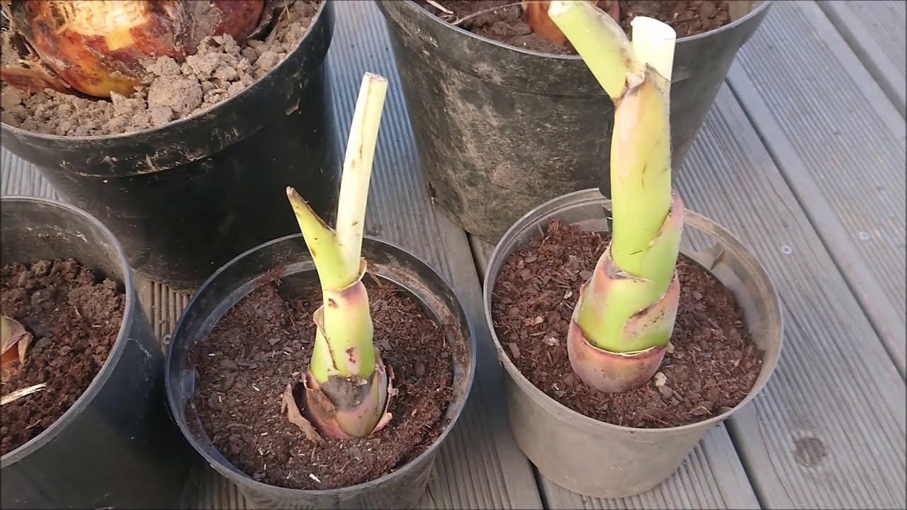Ensete maurelli, musa basjoo, lasiocarpa, wybudzanie.