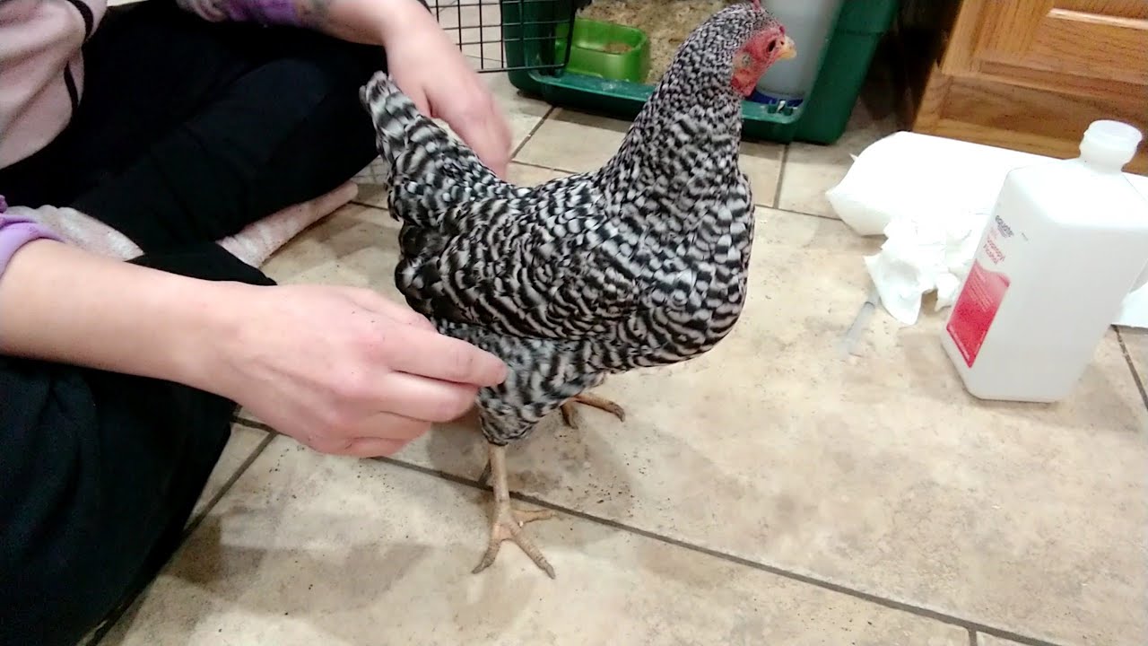 How to drain a chicken with water belly.