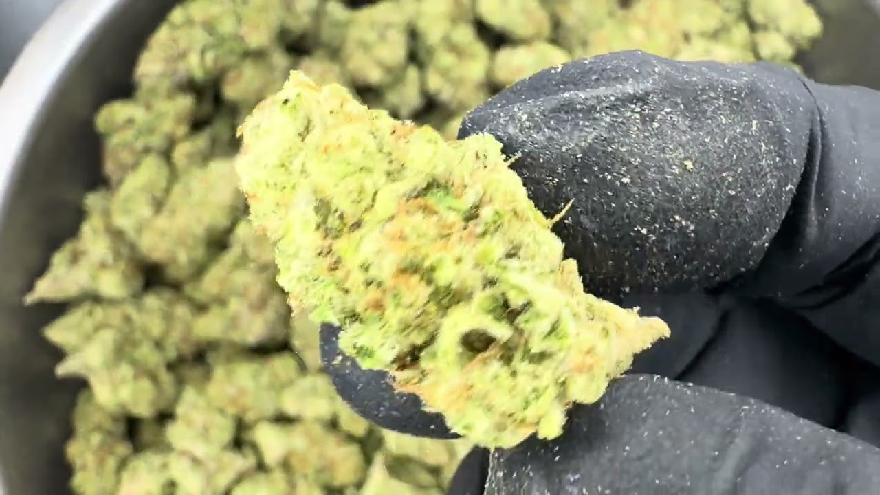 Berry Pie AAA Light Assist Sativa Living Organic Soil Grown THCA Hemp Flower