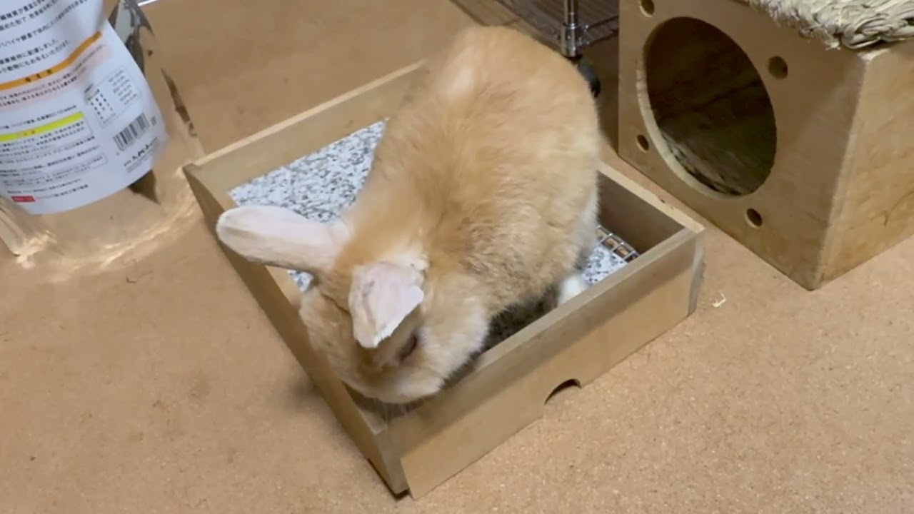 ふゆ詰め合わせ 2026年2月第2週