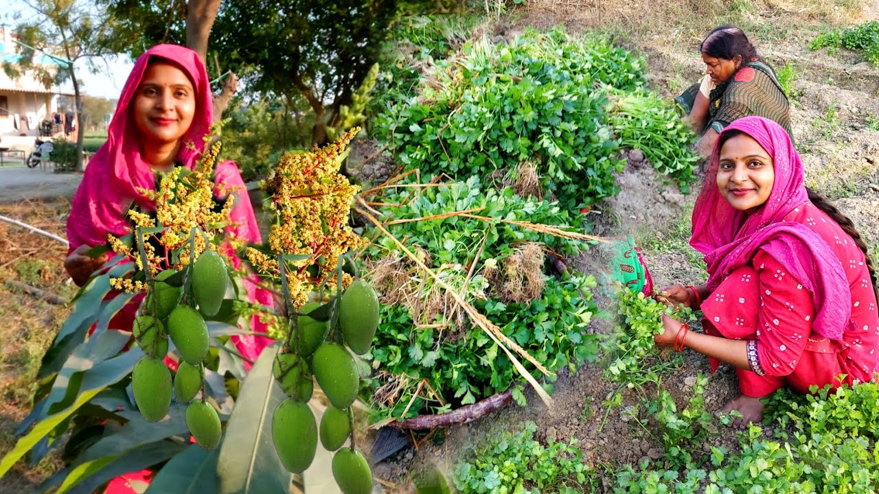 🤗इतने छोटे पेड़ में पहली बार देखा आम के बौर । इतना सारा धनिया तैयार हो गया इसका अब क्या करेंगे?