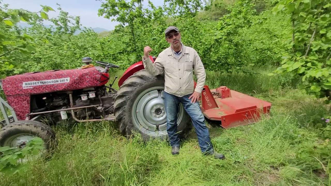 MASSEY FERGUSON 240S OT BİÇİMİ (ZOR İŞLER FINDIK BAHÇESİ)