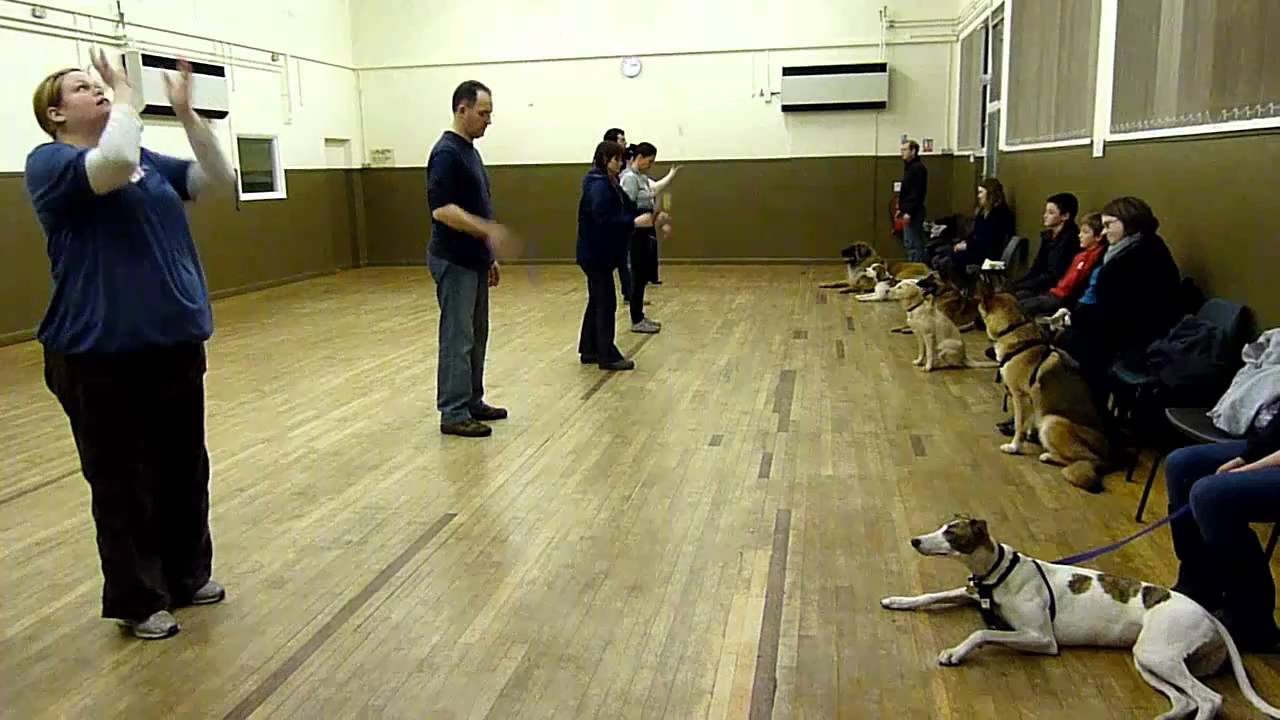Adolescent Dogs - Footage from dog training classes. Guildford, Surrey.
