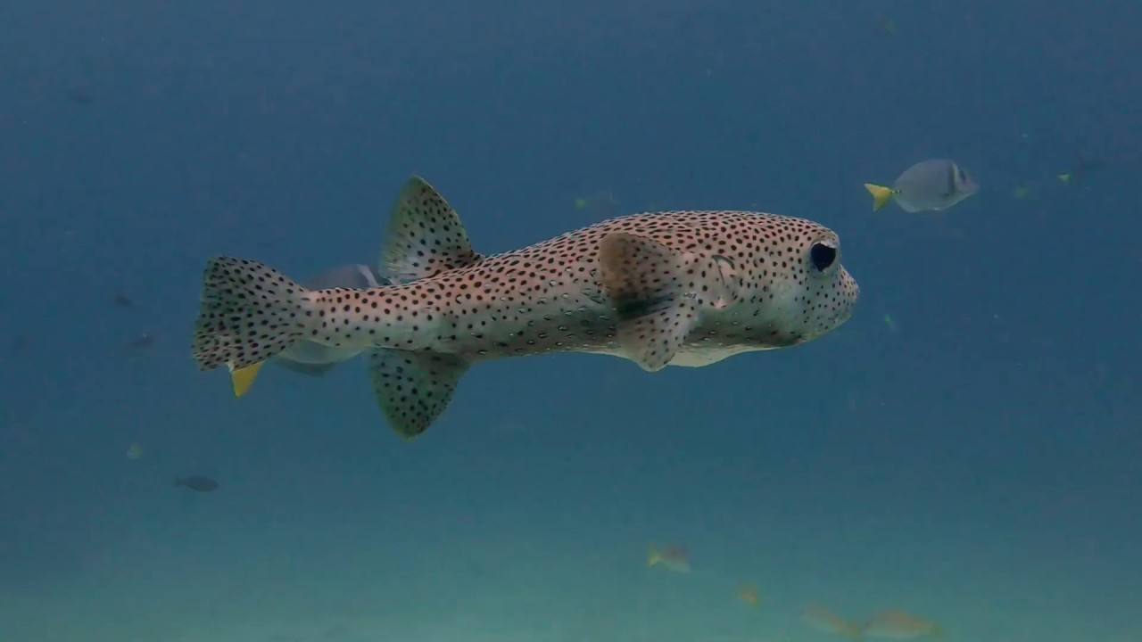 Scuba Diving the Coiba Islands, Santa Catalina, Veraguas, Panama