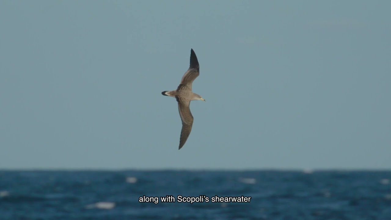 Migratory birds campaign at Illa de l'Aire, Menorca (2025)