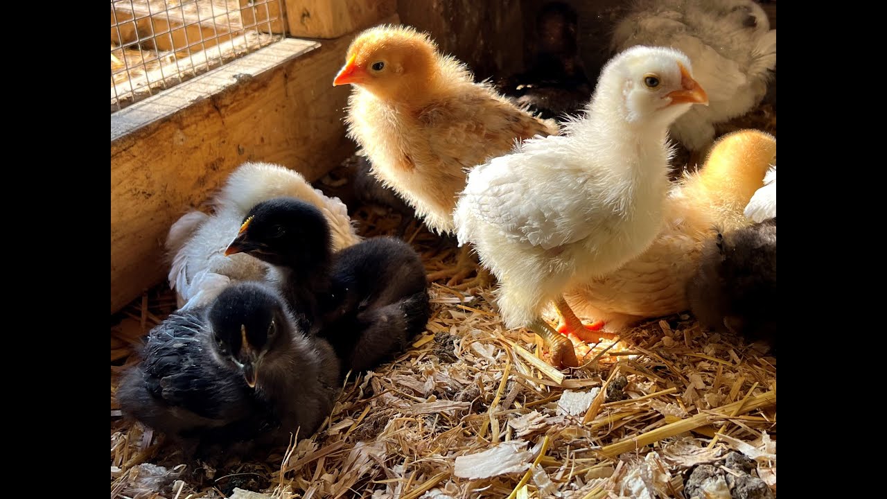 Two Week Chicken Updates - Black Sex Link, Calico Princess, Isa Brown & Sapphire Splash