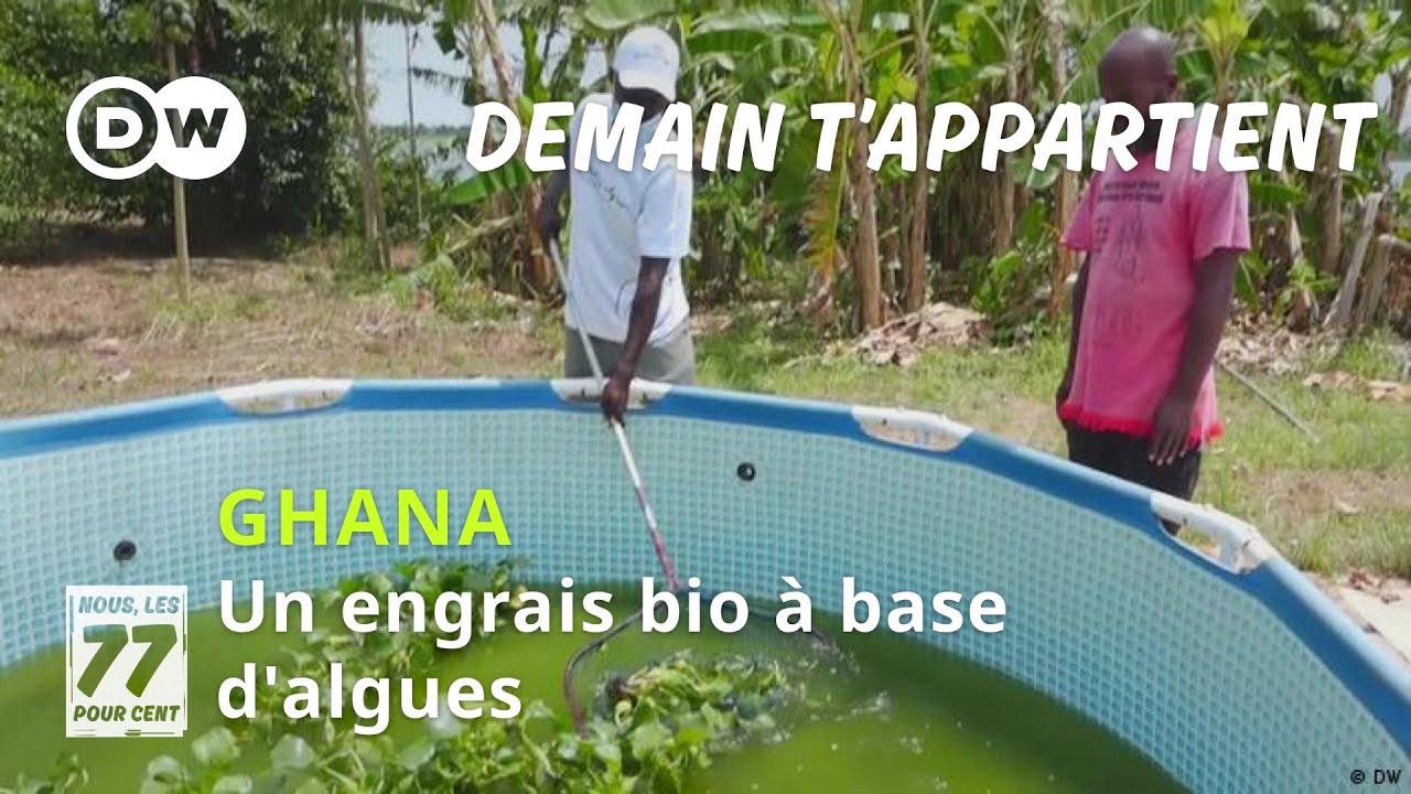 Au Ghana, des poissons et des algues bio