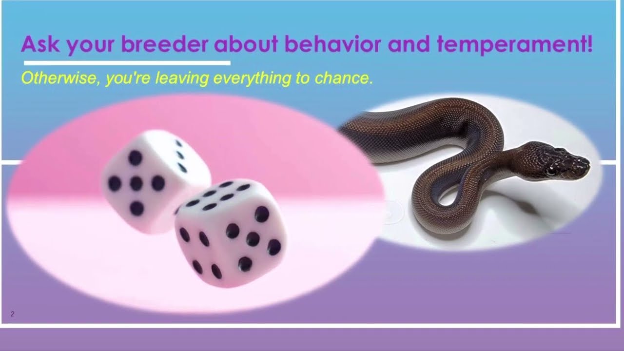 Choose Wisely: Don&rsquo;t leave your Snake&rsquo;s Temperament to Chance