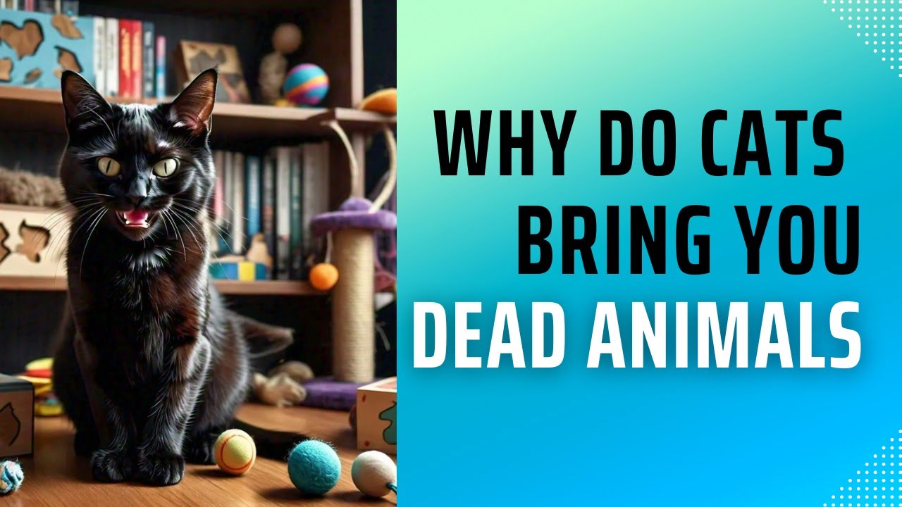 Why Do Cats Bring You Dead Animals?