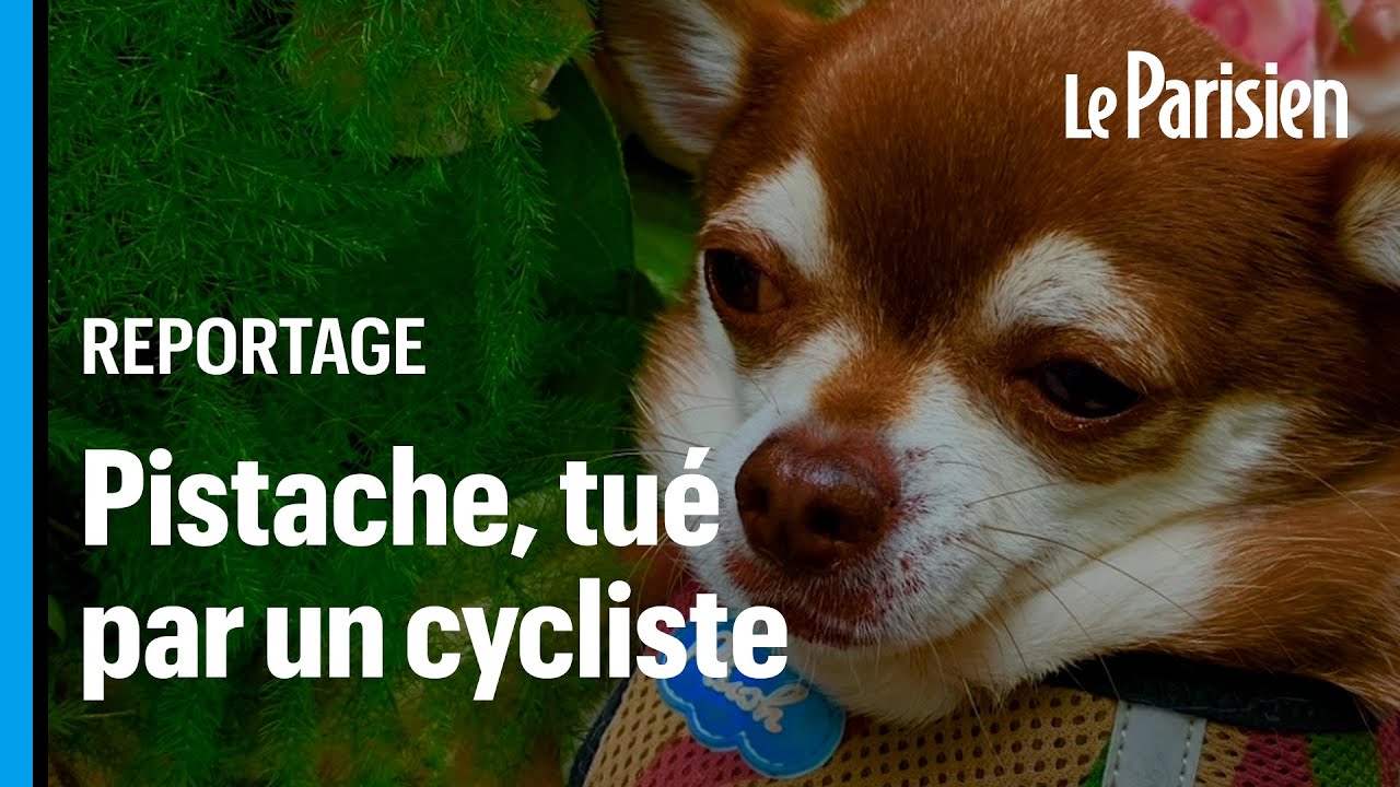 Le chihuahua Pistache, tué par un cycliste, victime de la haine contre les «dog walkers»