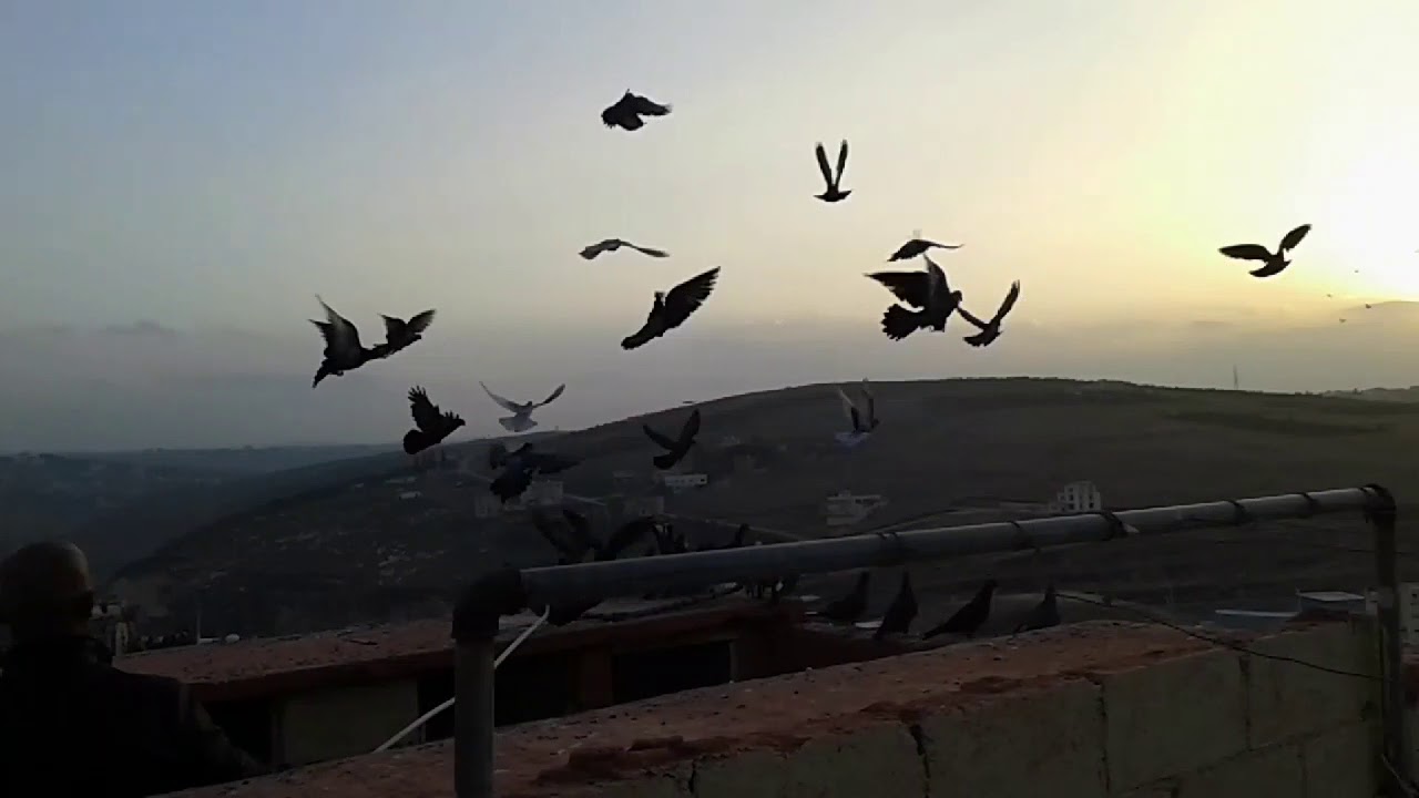 حمام اللوت الحمام القلابي . حمام لوت.. 2018