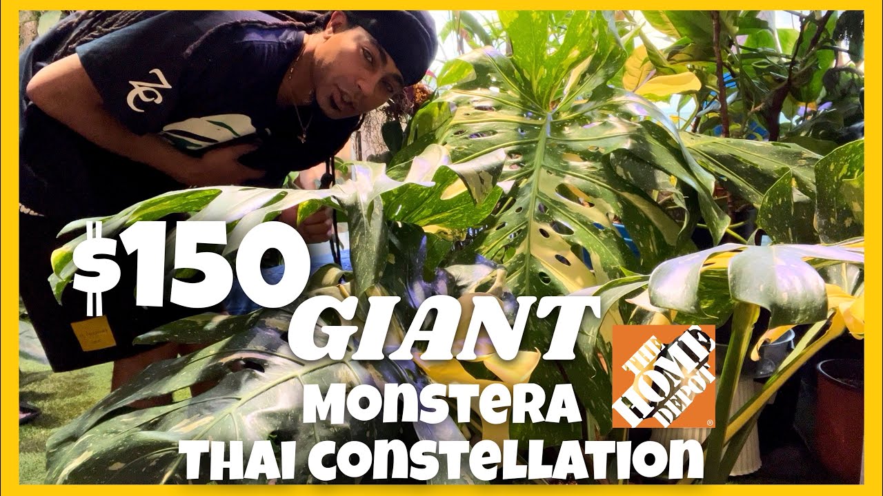 $150 GIANT Monstera Thai Constellations at Home Depot!! Keep a look out