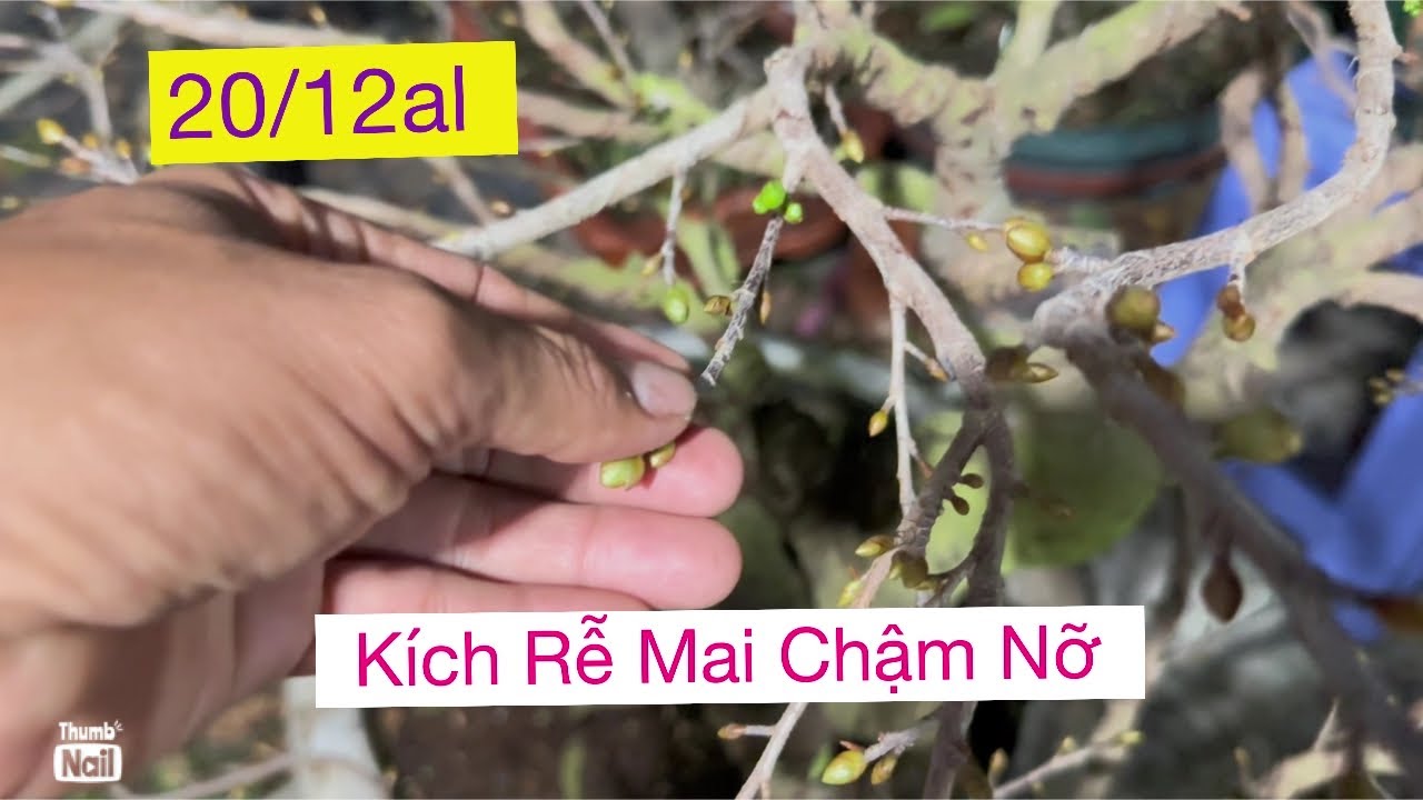 20/12al,,,Kích rễ mai chậm nỡ
