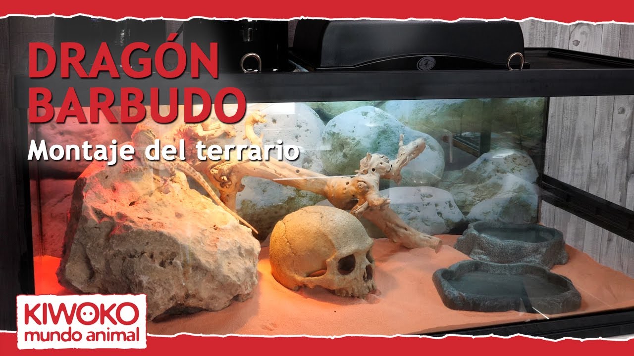 Montaje terrario para POGONAS o Dragón Barbudo 🐉【¡Paso a paso! ✅】