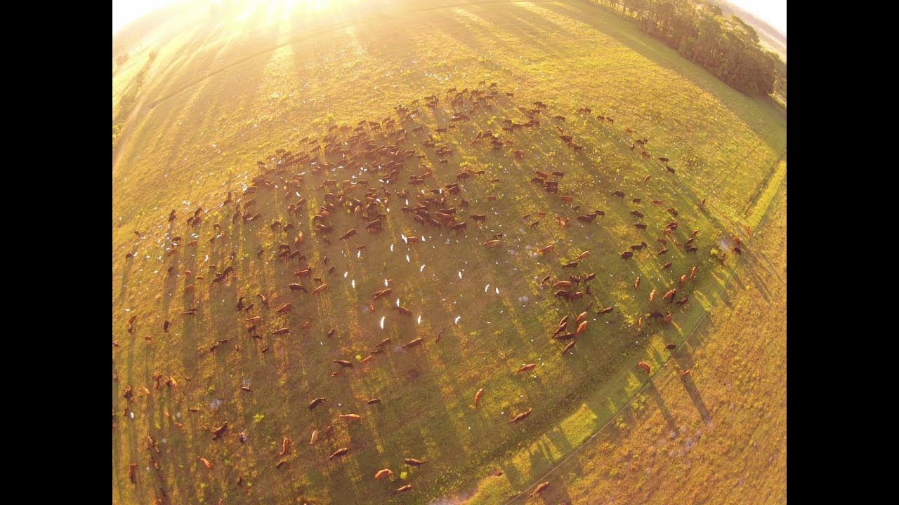 Regenerative Ranching with High Density Rotational Grazing