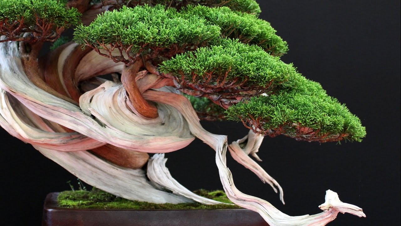 Bonsai San show 2016