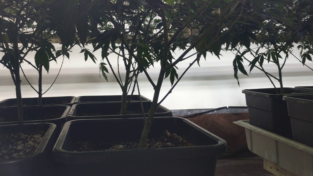 Back At It! - Help Me, Help You!