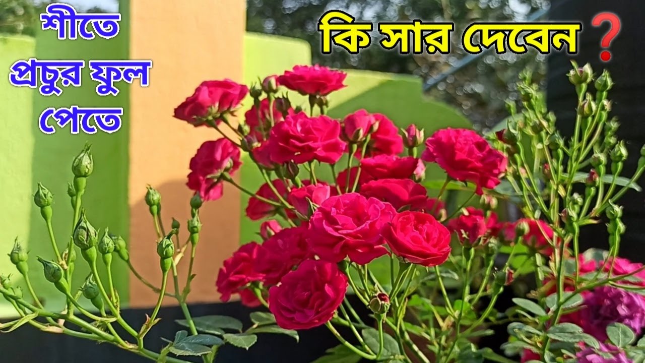 হাজারী গোলাপ গাছের যত্ন || Miniature rose plant care || Button Rose care ||मिनी गुलाम