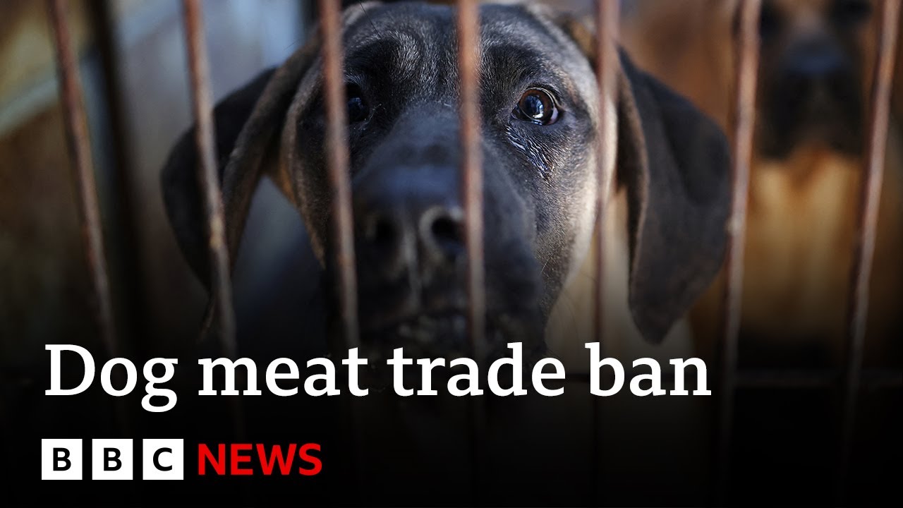 South Korea passes law banning dog meat trade | BBC News