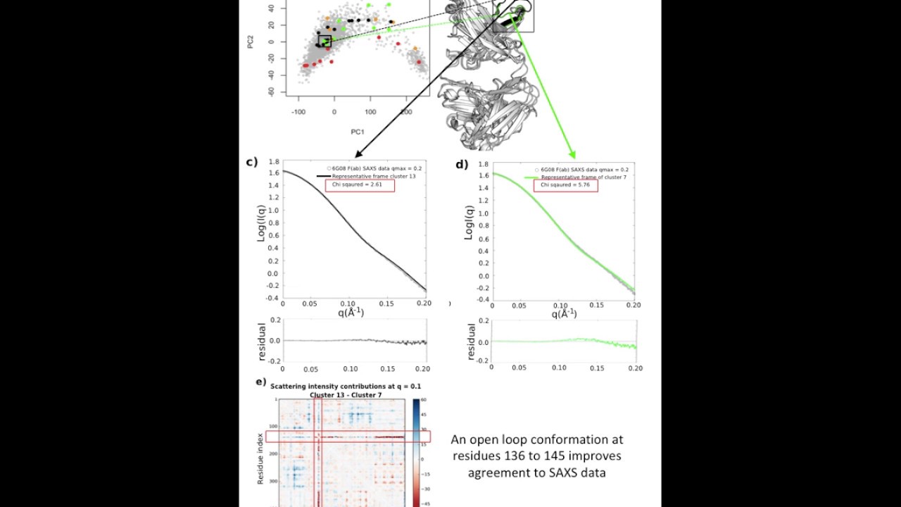 Evaluating Anti-CD32b F(ab) Conformation