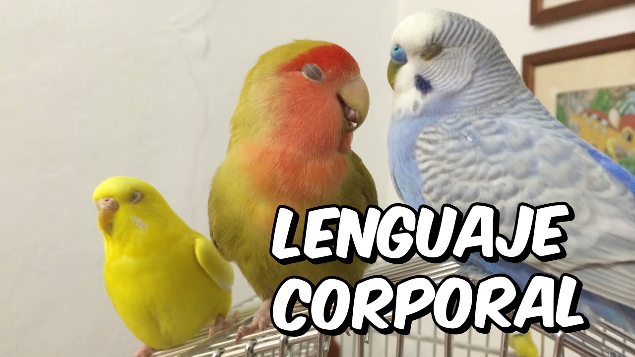 Lenguaje corporal de periquitos y agapornis