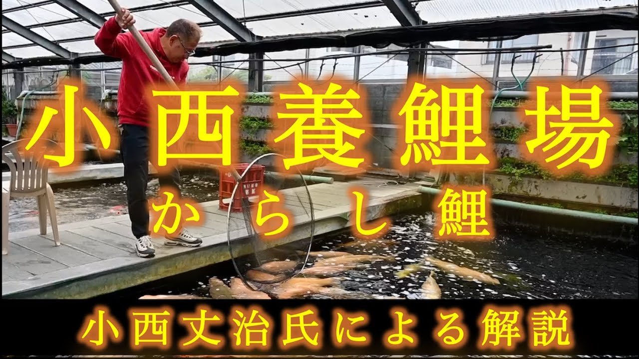養鯉場訪問②[小西養鯉場からし鯉:小西丈治氏による解説] #konishi #karashi