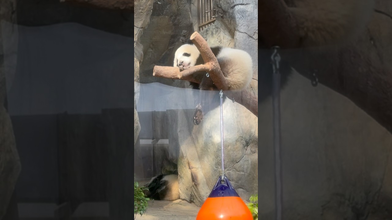 Baby panda twins sleep peacefully #shorts #cute #panda #pandacubs