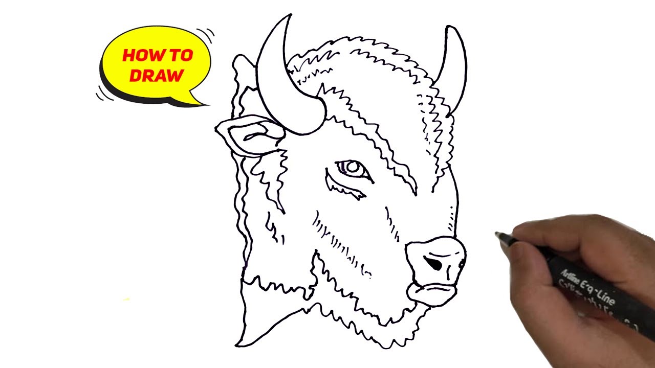 How to Draw a Bison Head easy.