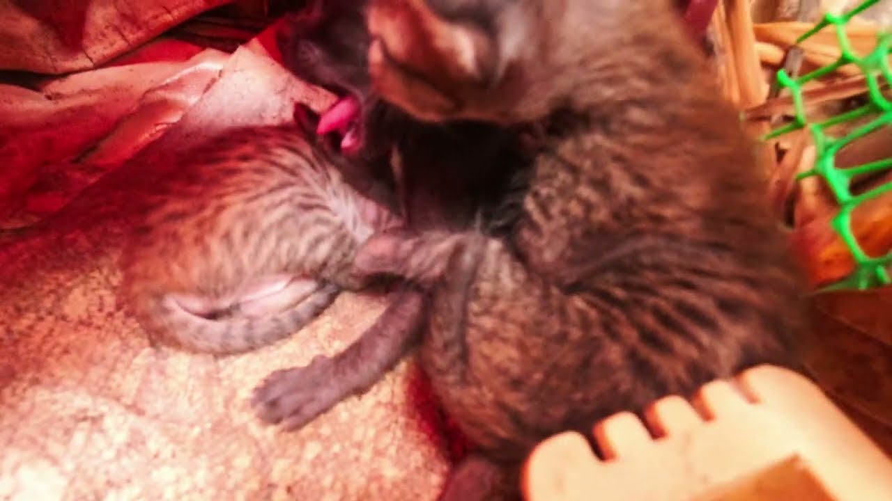 My 4 Poor Baby Cats in the First Week  #cat #baby