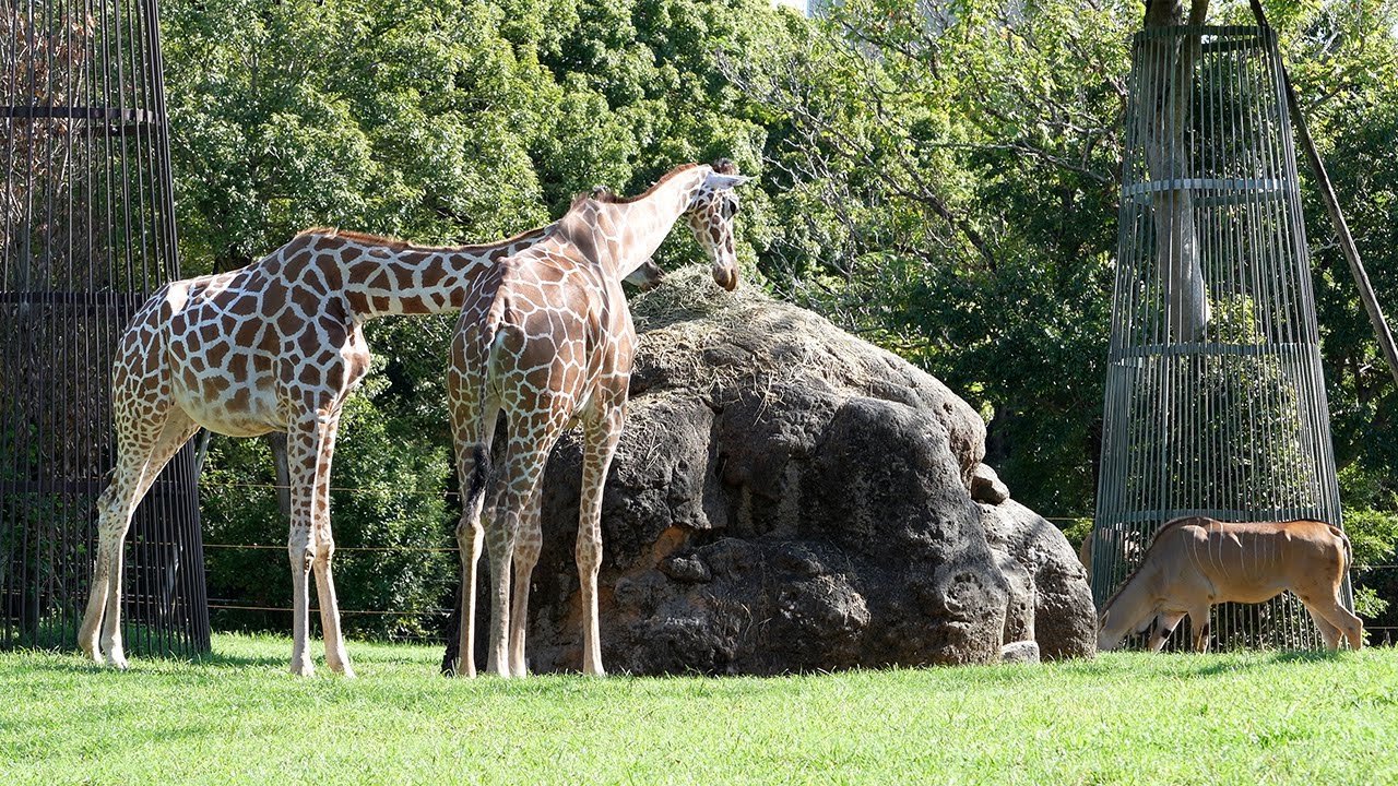 Reticulated giraffe and eland 20250921／Toyohashi Zoo & Botanical Park／4K