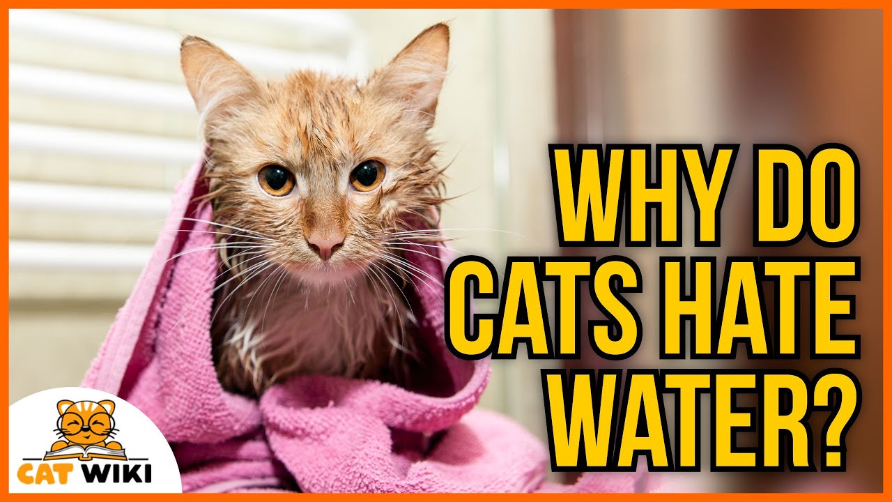 Why Do Cats Hate Water? Debunking The Myth