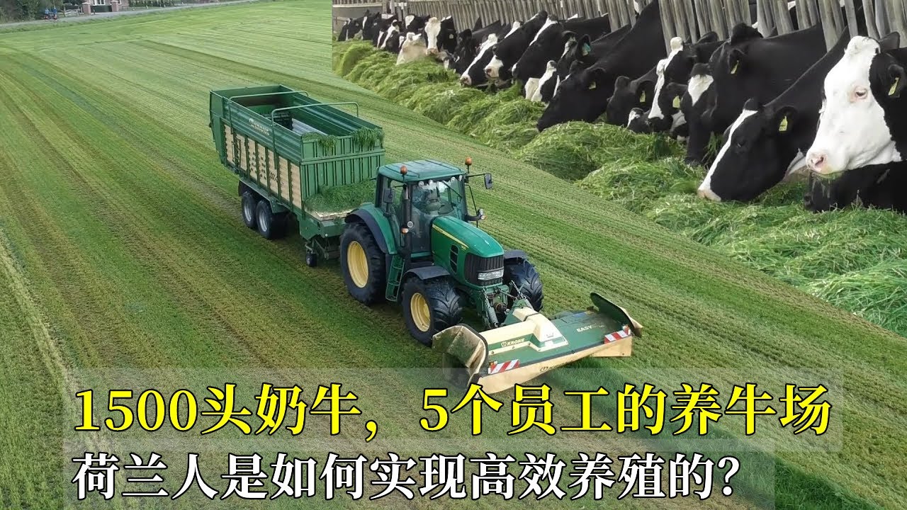 1500頭奶牛，5個員工的養牛場，荷蘭人是如何實現高效養殖的？