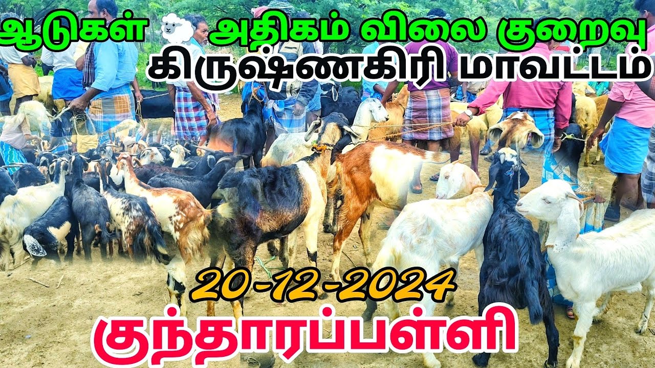 goat market kundarapalli இந்த வாரம் ஆடுகள் அதிகம் விலை குறைவு 😊 கிருஷ்ணகிரி மாவட்டம் குந்தாரப்பள்ளி