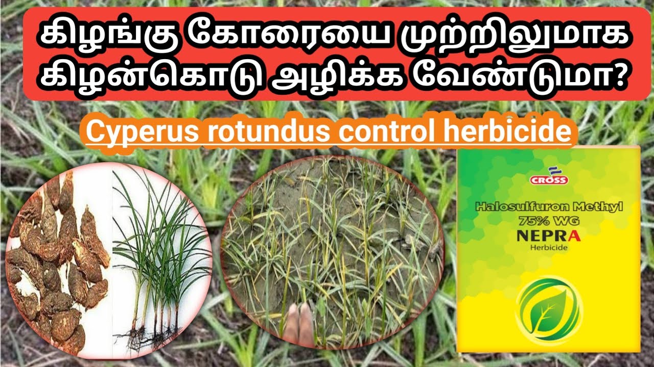 கோரையை கிழங்கு முற்றிலுமாக அழிக்க | Cyperus herbicides