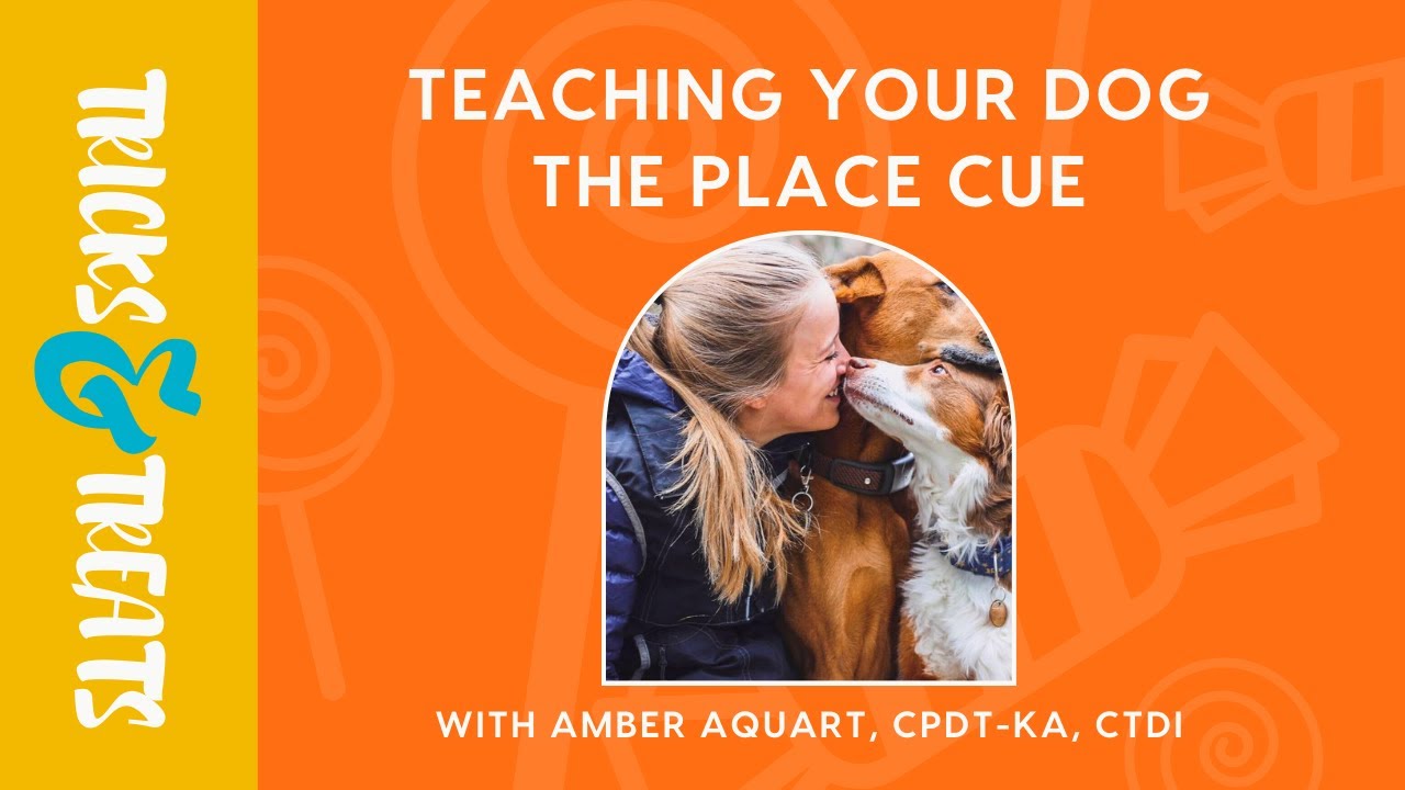 Teach Your Dog the 
