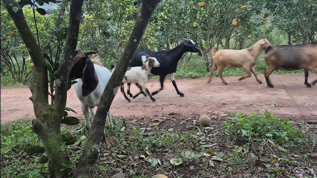 Gặp đàn dê núi 