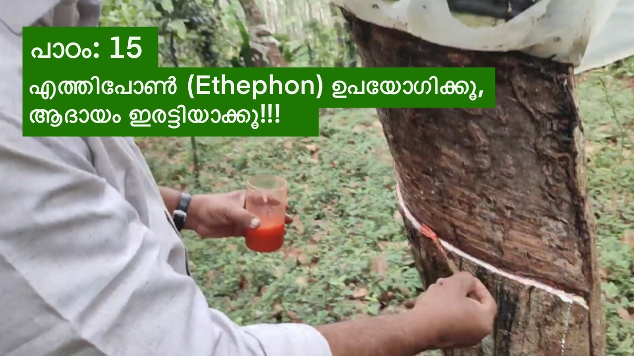 പാഠം 15: എത്തിപോൺ (Ethephon) ഉപയോഗിക്കൂ, ആദായം ഇരട്ടിയാക്കൂ!!
