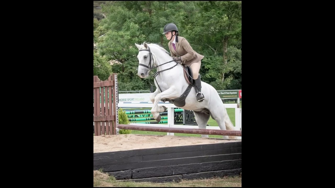 Lot 232 Connemara Pony Sales 21st February 2026