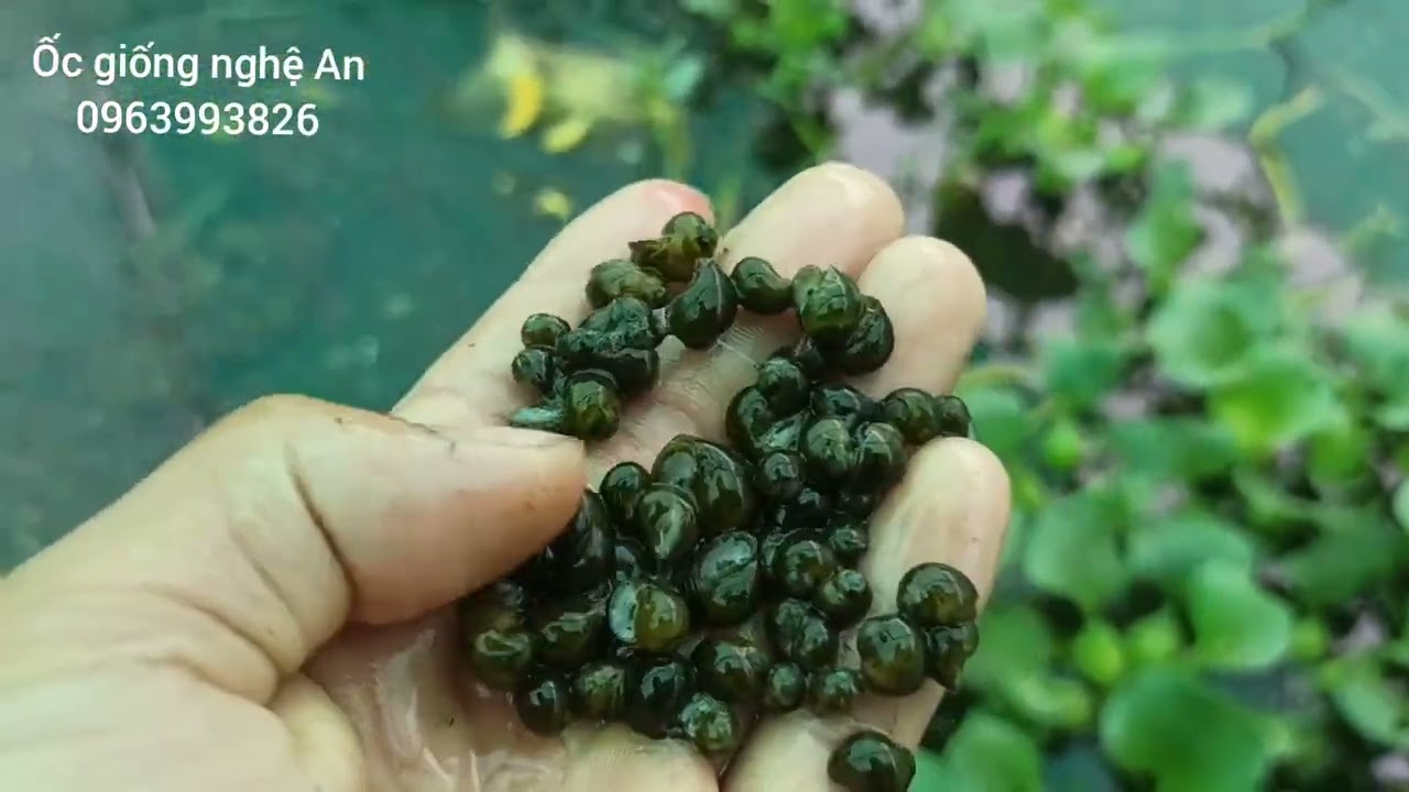 ốc giống. ốc bị mòn đít, mòn vỏ.@ocbuou37.nghean.30