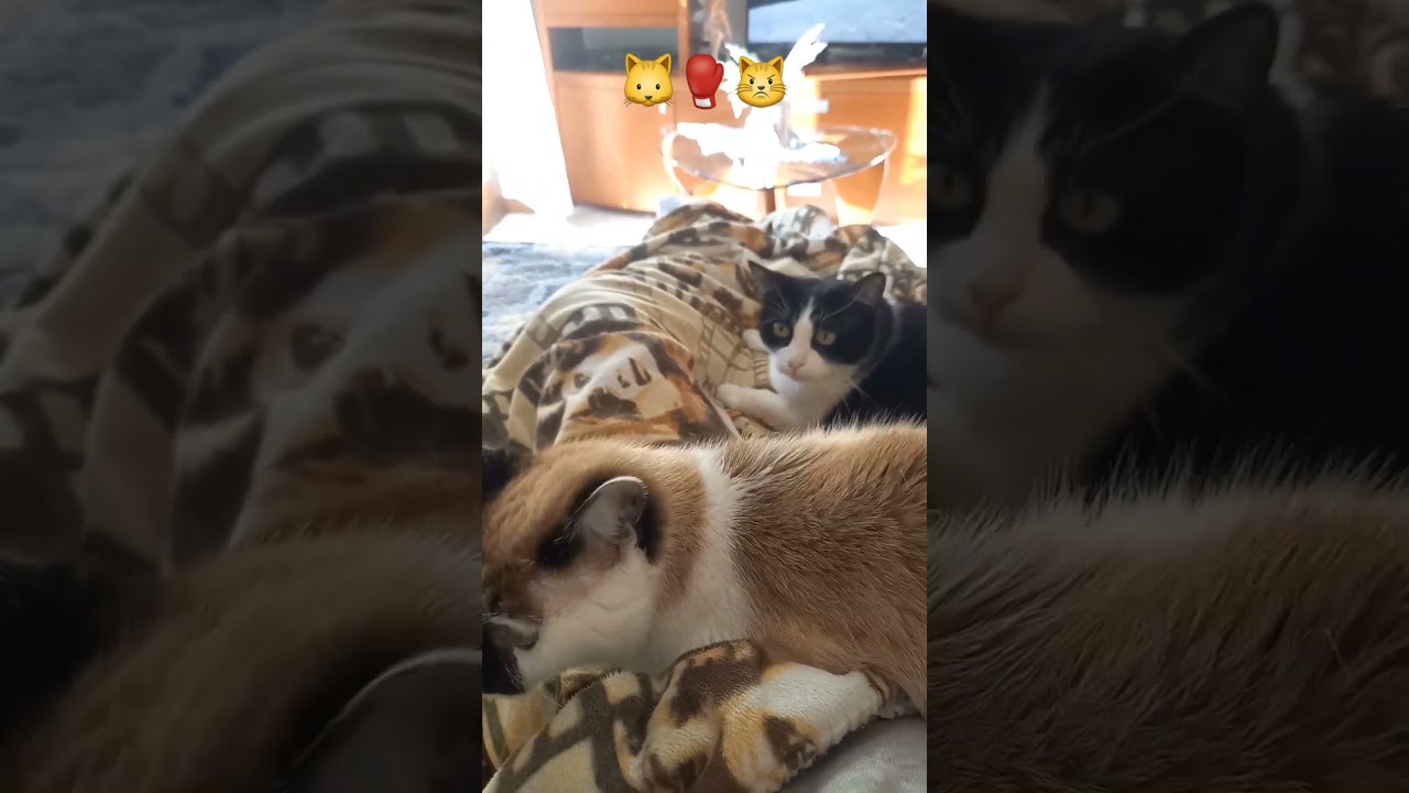 #fight #fighting #fighter #cat #cats #gatto #micio #mici #gatti #killer #shorts