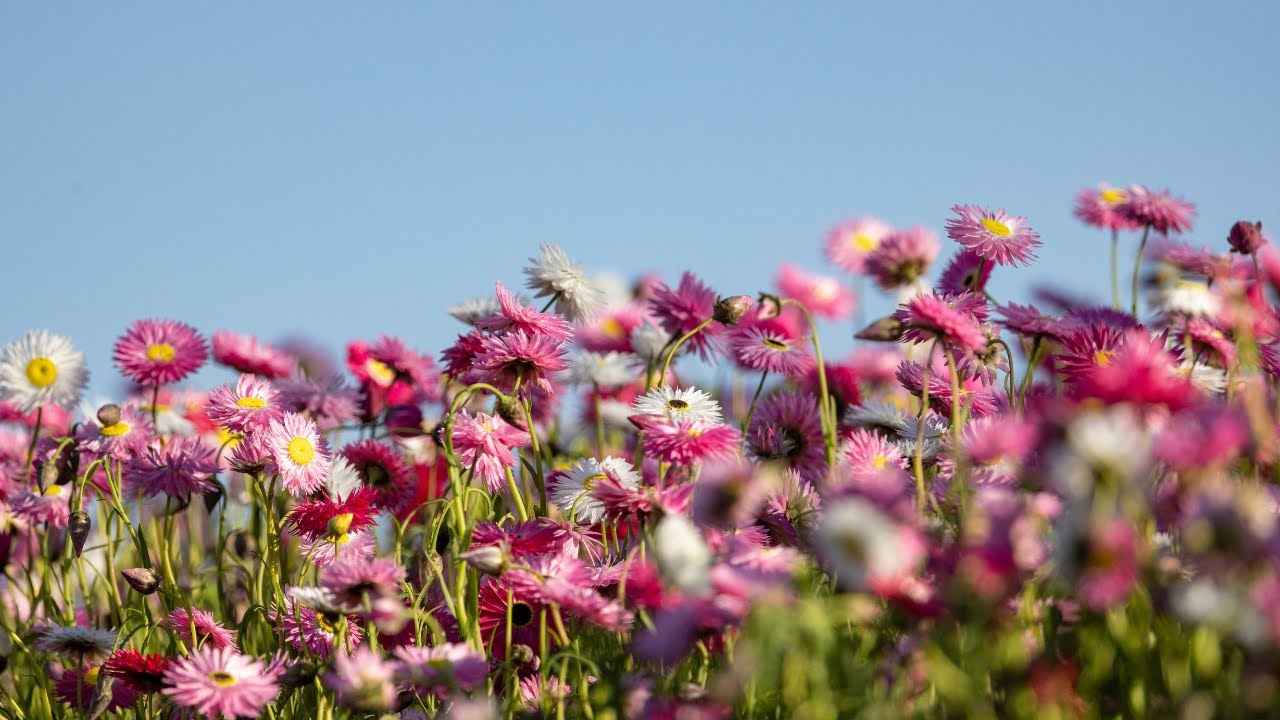 Paper Daisies at the Australian Botanic Garden Mount Annan
