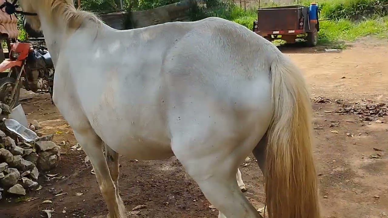 quando a égua rejeita o portinho o que fazer?