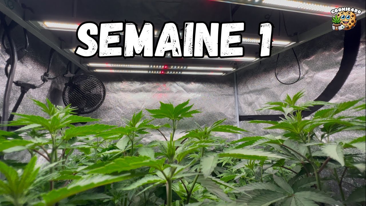 LA FLORAISON DU CANNABIS