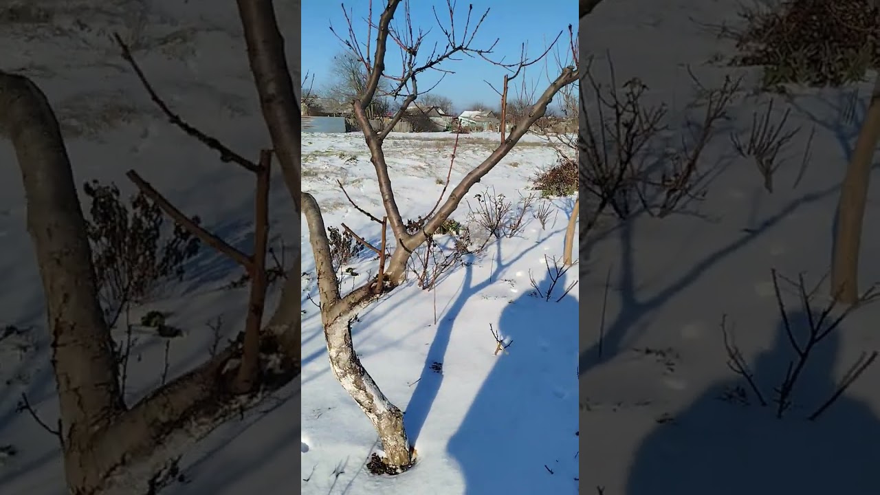  ❄️Приглашаю прогуляться со мной по моим угодьям.  Разделите со мной эту зимнюю радость.