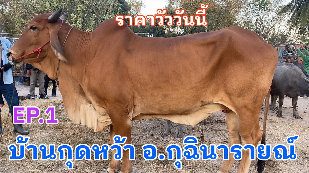 EP.1 #ราคาวัววันนี้ 5 ก.พ. 2569 #ตลาดบ้านกุดหว้าอำเภอกุฉินารายณ์ จังหวัดกาฬสินธุ์ #cow #animals